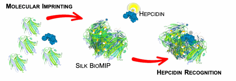 Linkedin Graphical Abstract hepcidin