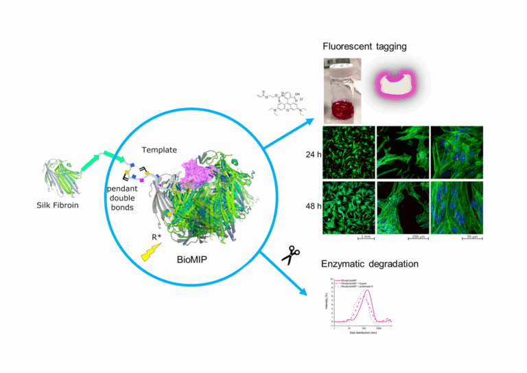 graphical abstract maniglio et al.